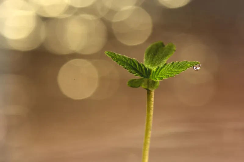 Small Batches, Big Ambitions: Why Craft Cannabis Producers Keep Hitting the Same Regional Ceiling